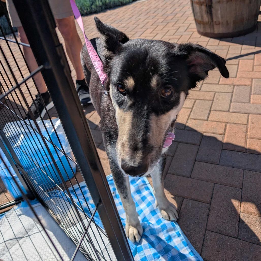 Enlarge Moose, a Adoptable Mixed Breed in Huntsville, AL image 5/6