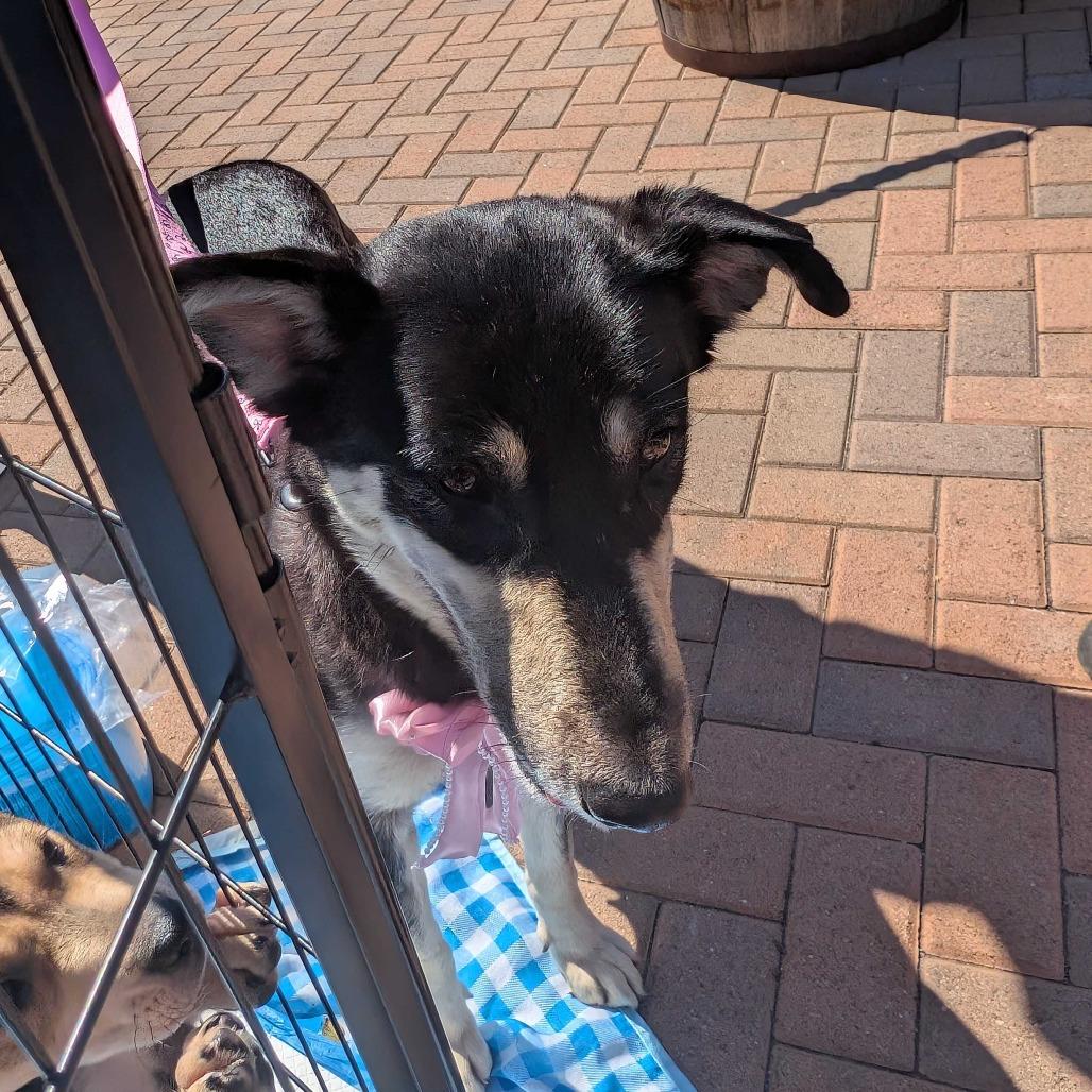 Enlarge Moose, a Adoptable Mixed Breed in Huntsville, AL image 6/6