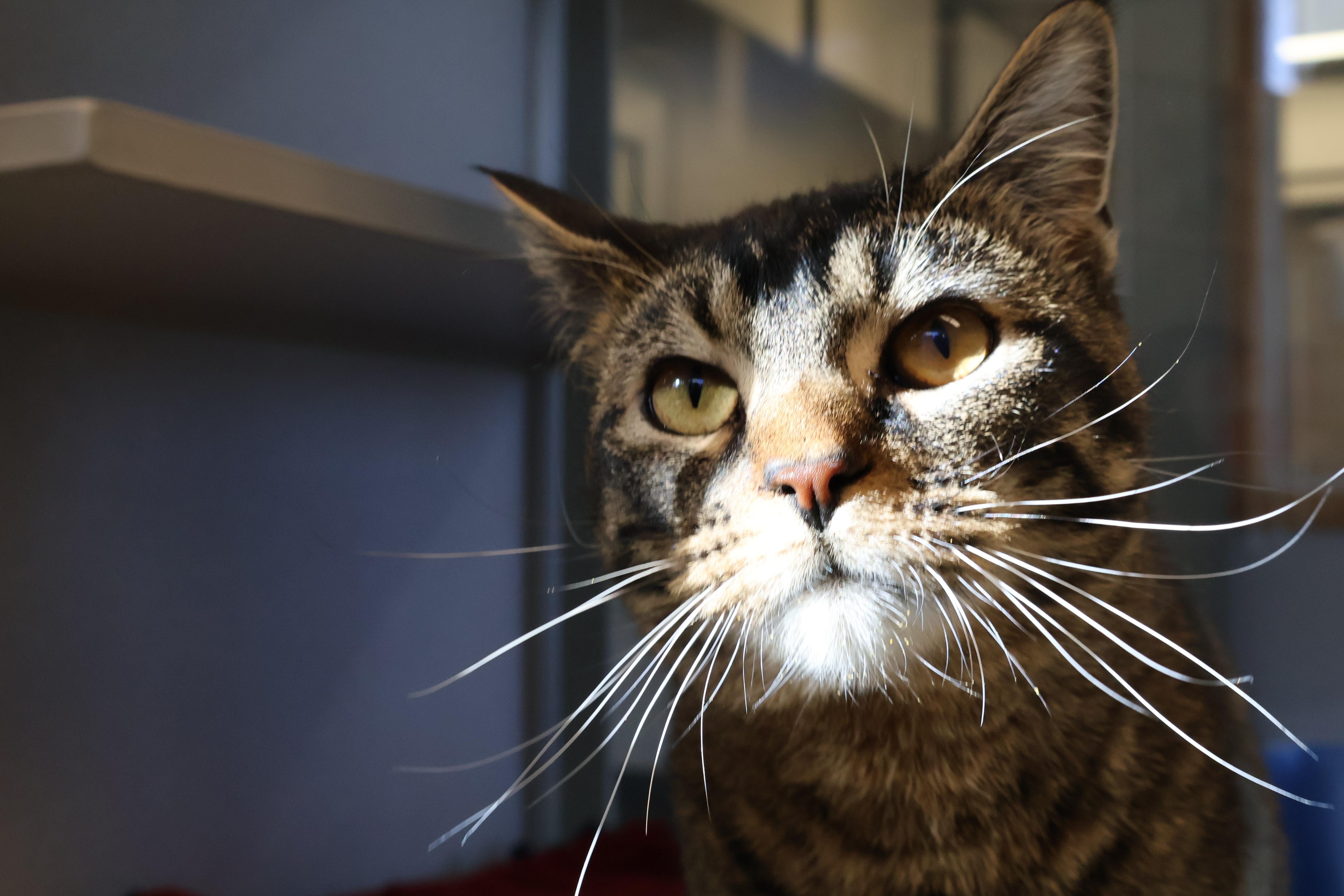 Bronze — thumbnail 2