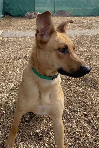Enlarge Daisy, a Adoptable mixed breed in Bloomfield Hills, MI image 1/5