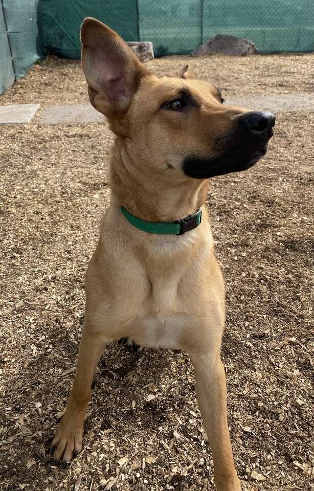 Enlarge Daisy, a Adoptable mixed breed in Bloomfield Hills, MI image 2/5