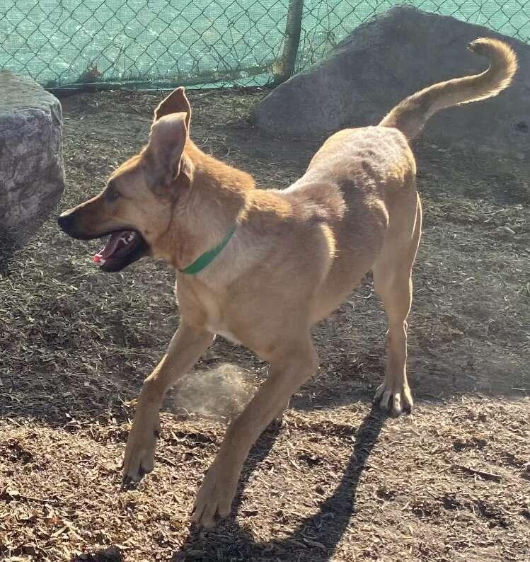 Enlarge Daisy, a Adoptable mixed breed in Bloomfield Hills, MI image 5/5