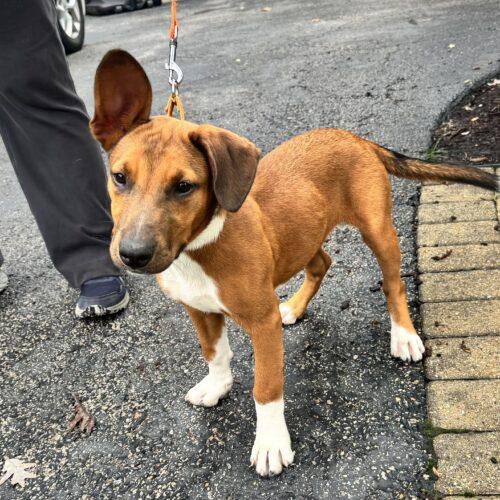 Enlarge Rumi, a Adoptable mixed breed in Lincolnshire, IL image 1/4