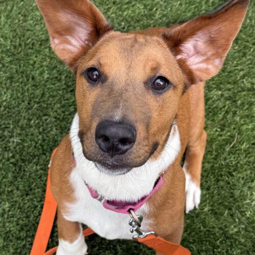 Enlarge Rumi, a Adoptable mixed breed in Lincolnshire, IL image 2/4