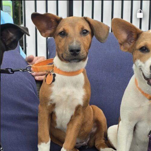Enlarge Rumi, a Adoptable mixed breed in Lincolnshire, IL image 3/4