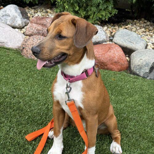 Enlarge Rumi, a Adoptable mixed breed in Lincolnshire, IL image 4/4