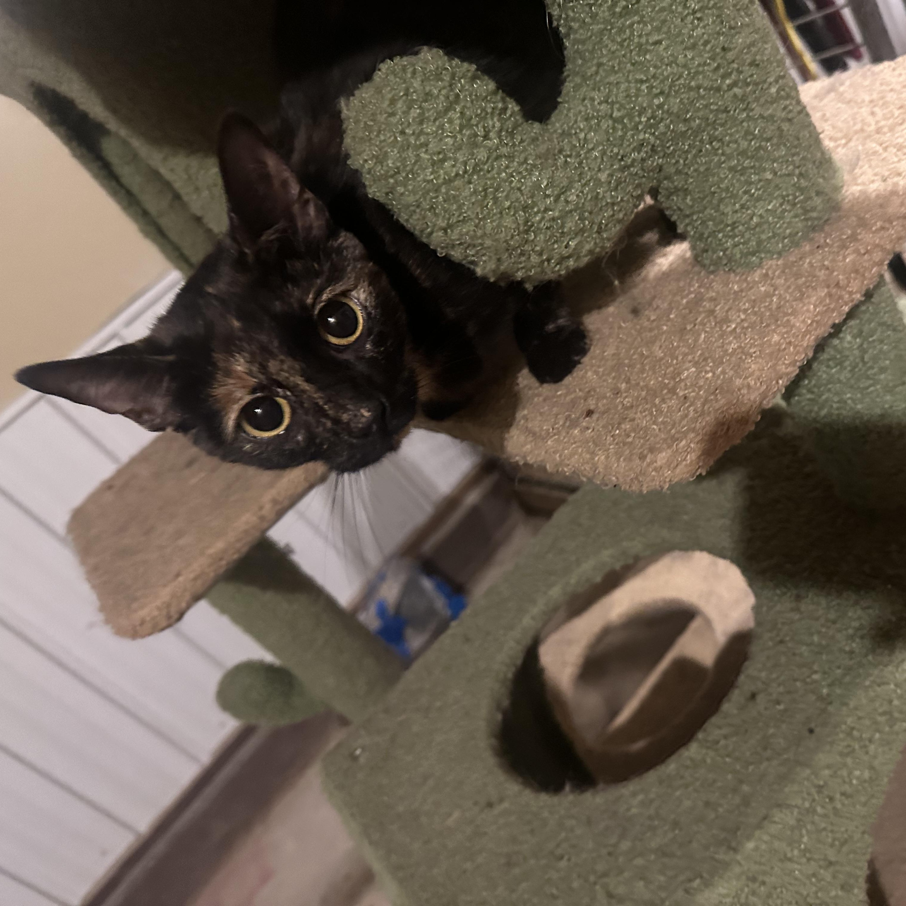 Enlarge Spice, a Adoptable Torbie in Marlette, MI image 2/6