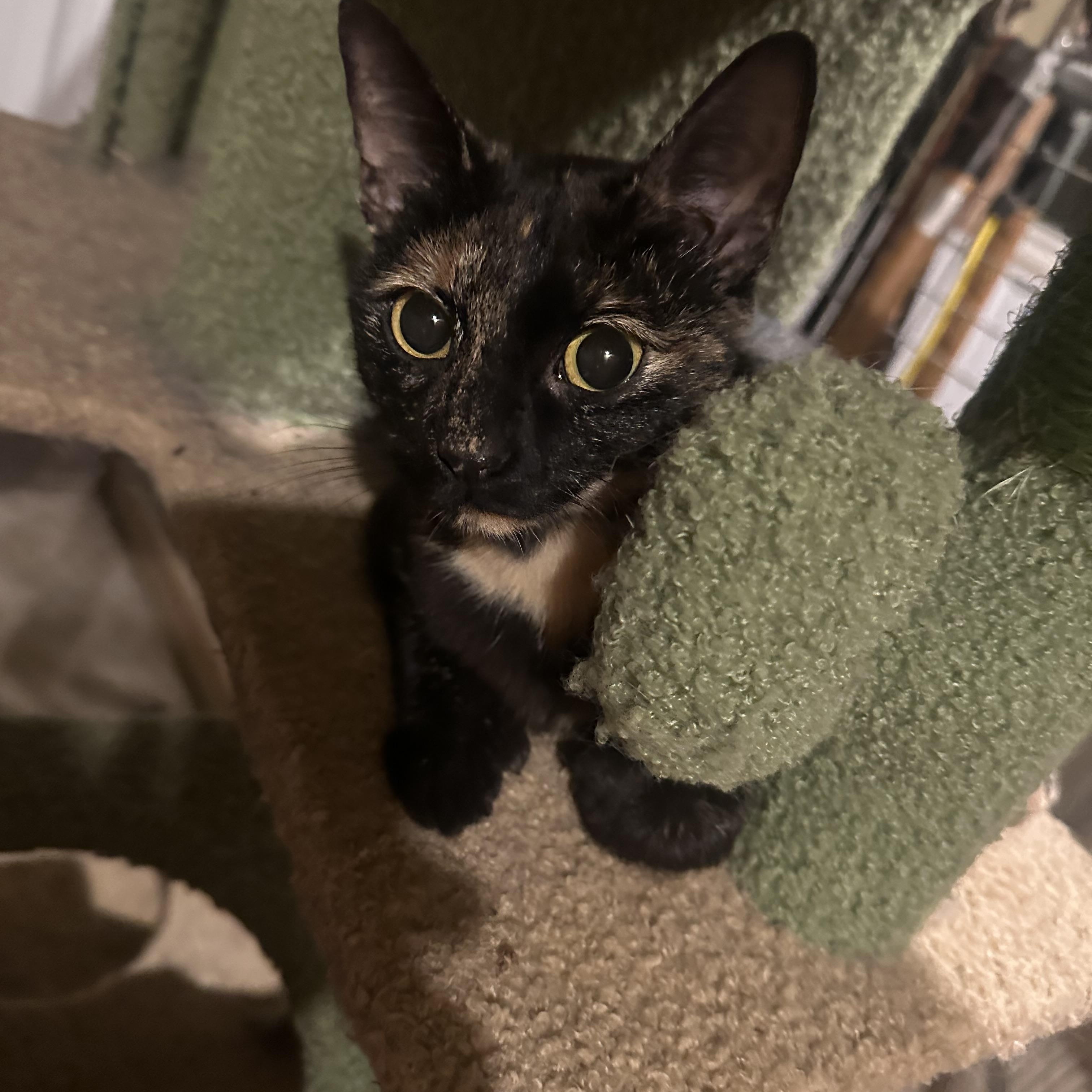 Enlarge Spice, a Adoptable Torbie in Marlette, MI image 4/6