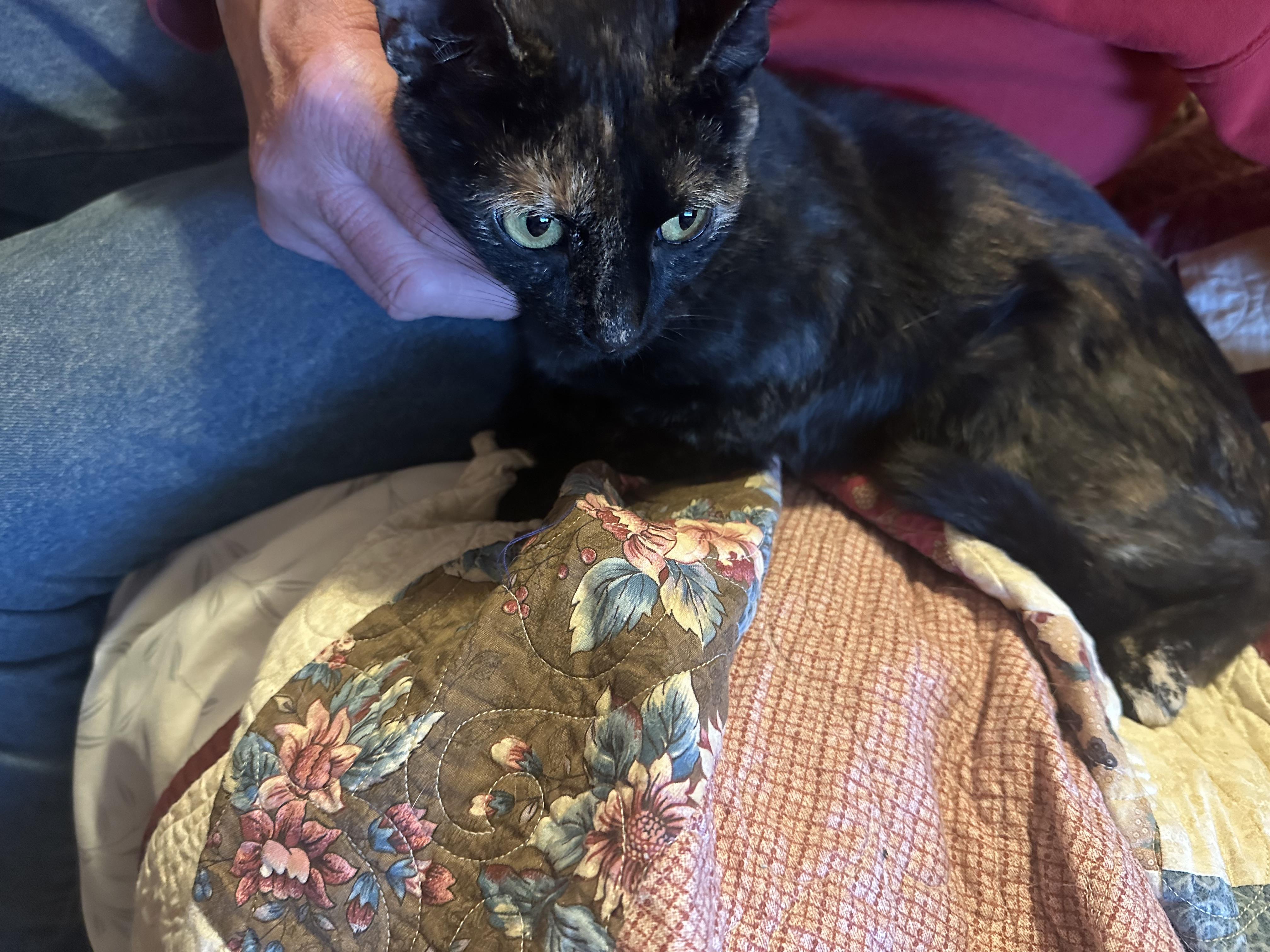 Enlarge Spice, a Adoptable Torbie in Marlette, MI image 5/6