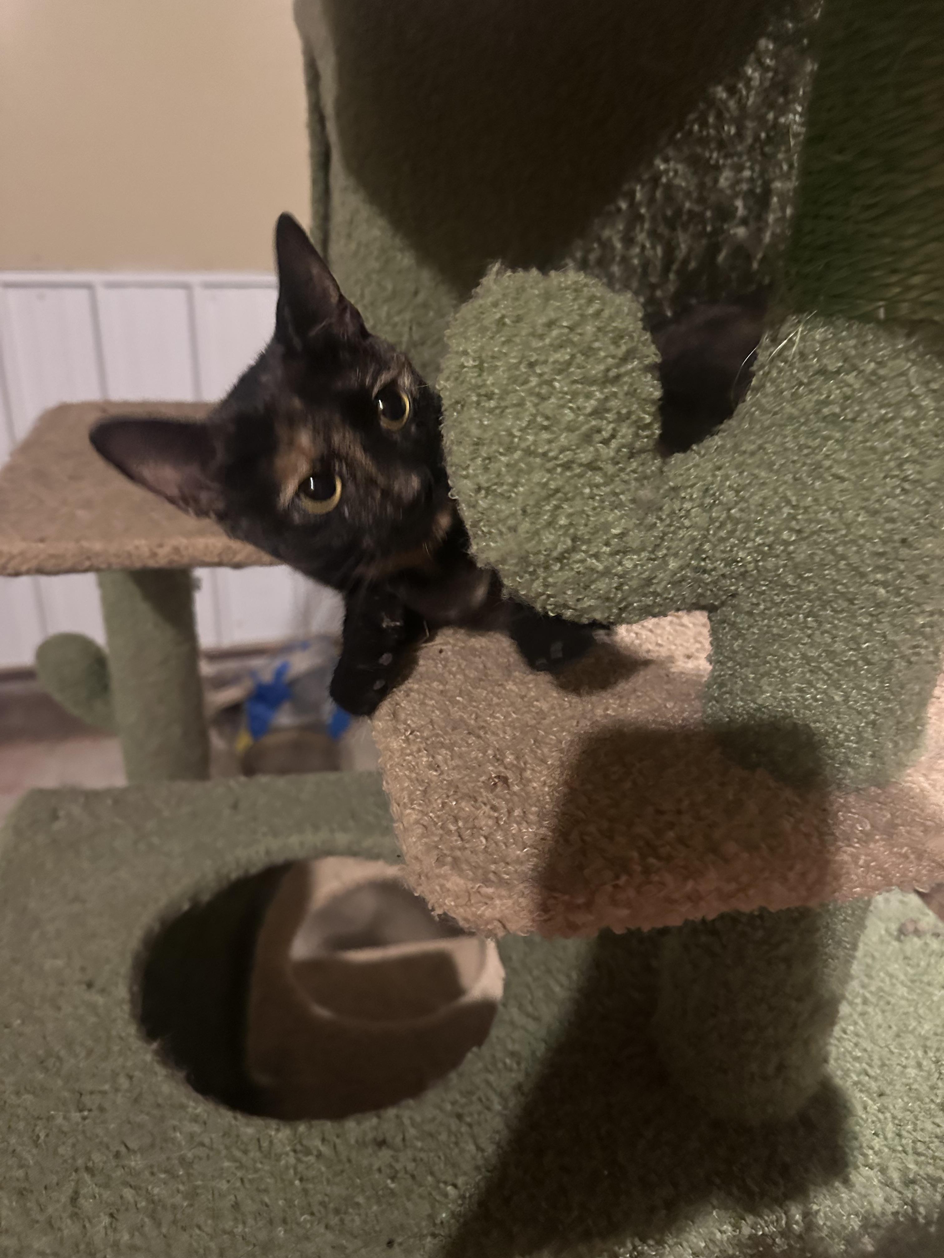 Enlarge Spice, a Adoptable Torbie in Marlette, MI image 6/6
