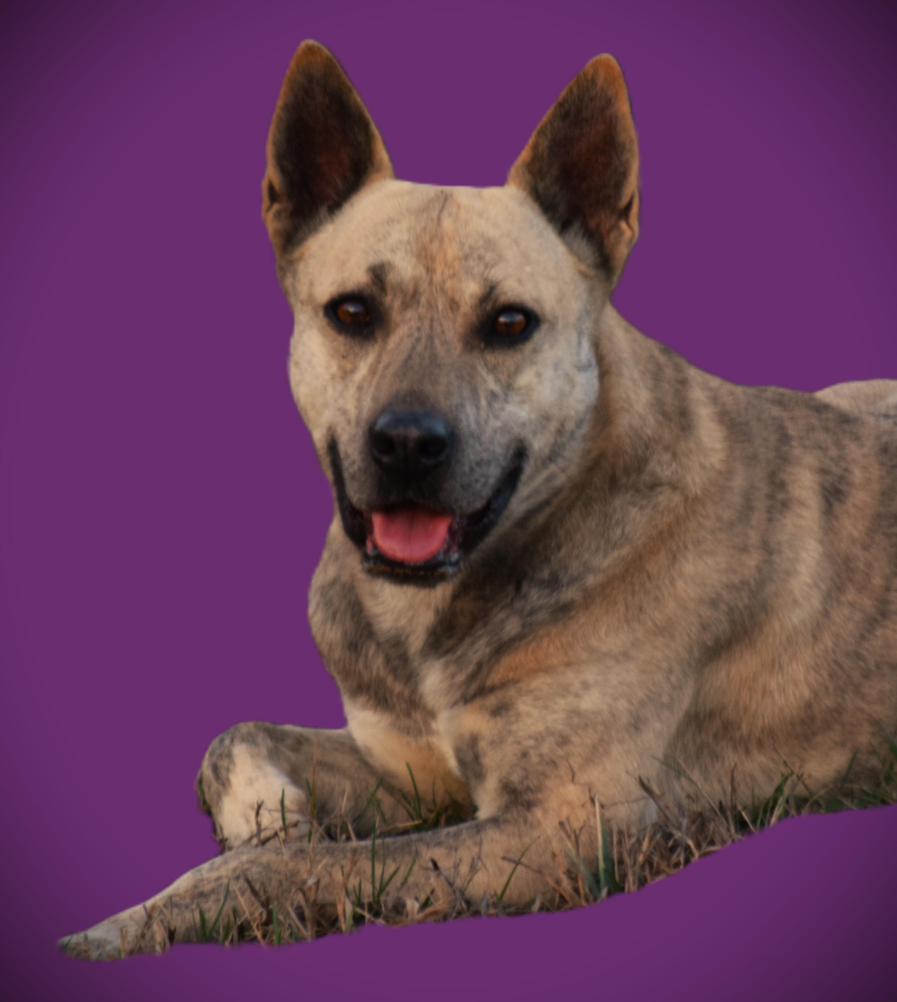 Lilliput-Unwanted :(, ADOPTABLE, Adult Female Dutch Shepherd.