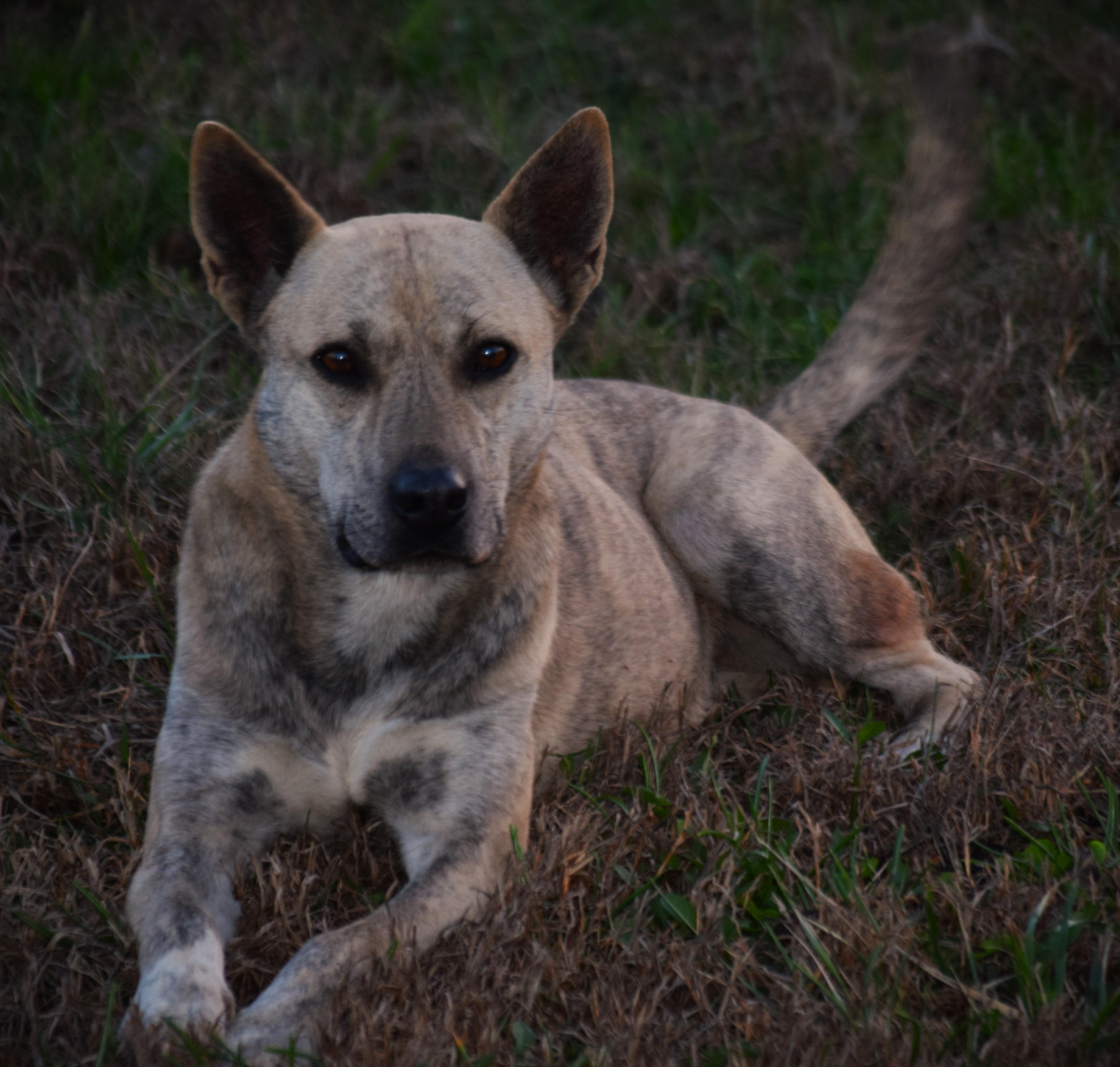 Enlarge Lilliput-Unwanted :(, a ADOPTABLE mixed breed in Rockport, IN image 3/4