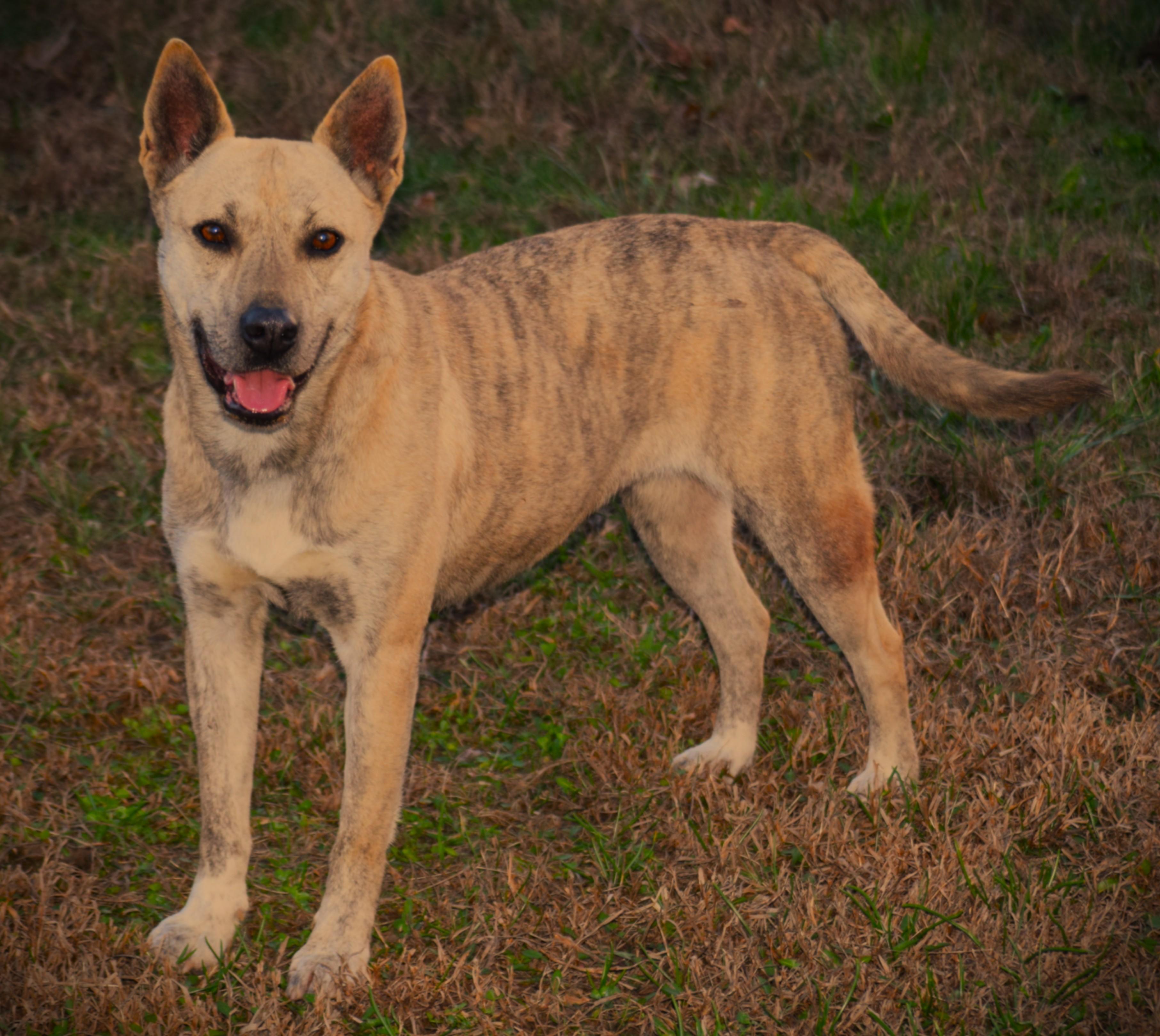 Enlarge Lilliput-Unwanted :(, a ADOPTABLE mixed breed in Rockport, IN image 4/4