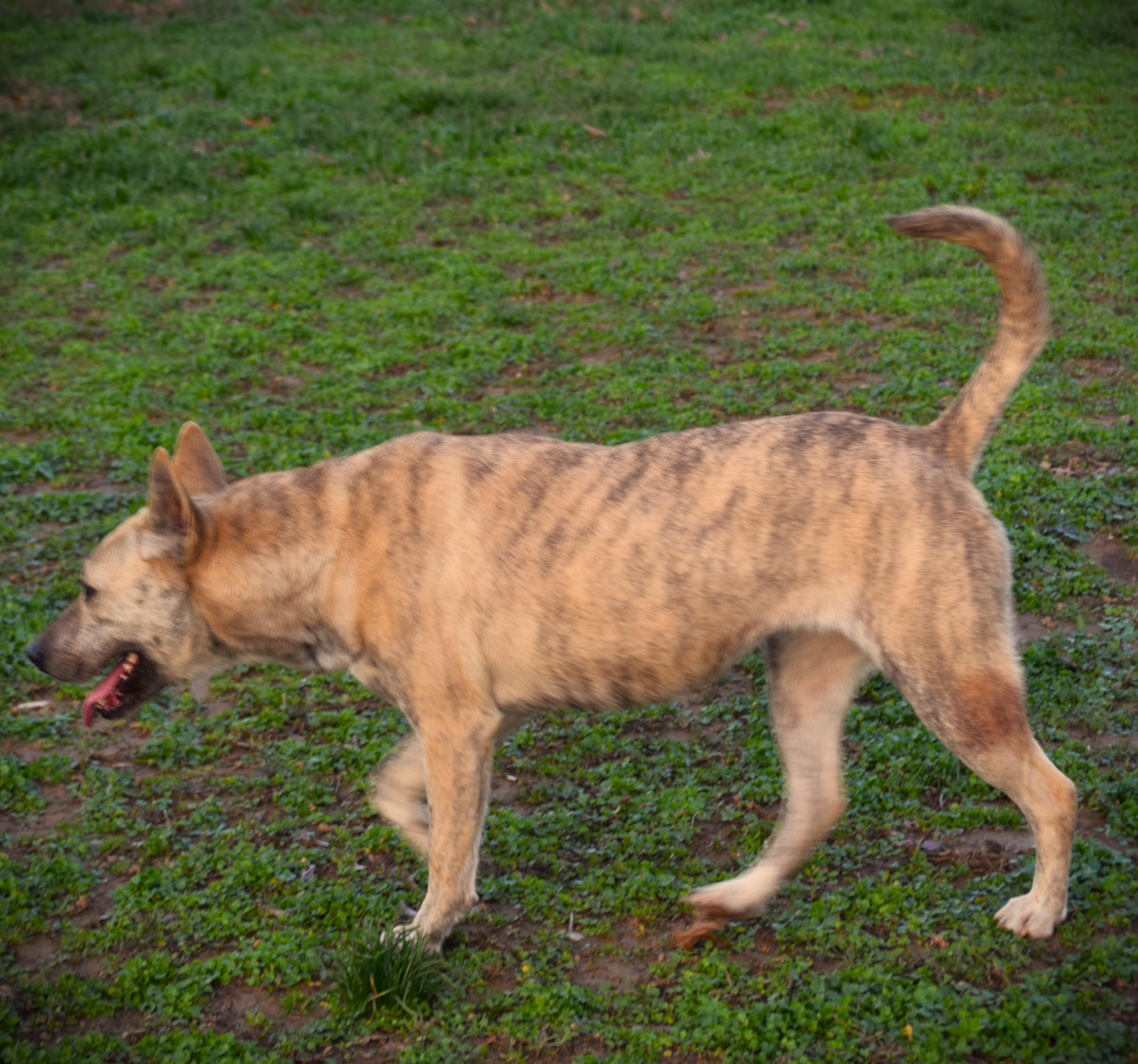 Enlarge Lilliput-Unwanted :(, a ADOPTABLE mixed breed in Rockport, IN image 2/4