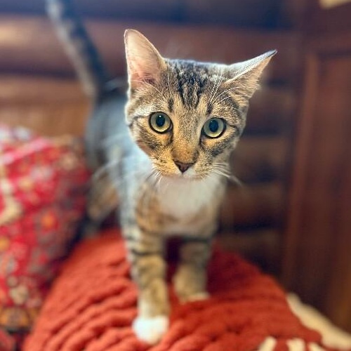 Milo Sunny Paws, a Adoptable mixed breed in Eagan, MN image 1/6