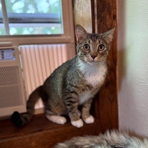 Milo Sunny Paws, a Adoptable mixed breed in Eagan, MN image 2/6