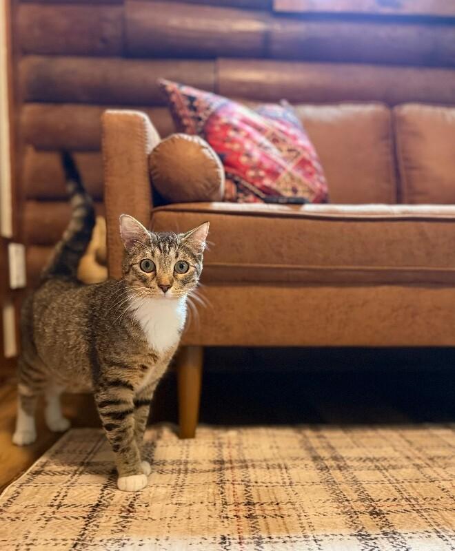 Milo Sunny Paws, a Adoptable mixed breed in Eagan, MN image 5/6