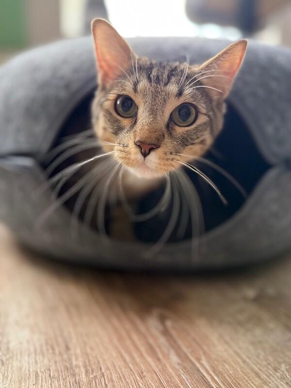 Milo Sunny Paws, a Adoptable mixed breed in Eagan, MN image 4/6