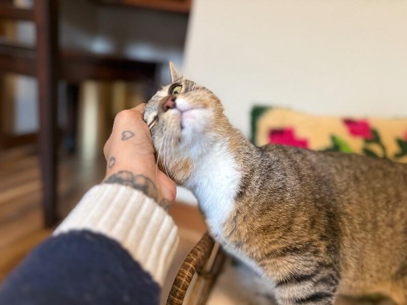 Milo Sunny Paws, a Adoptable mixed breed in Eagan, MN image 3/6