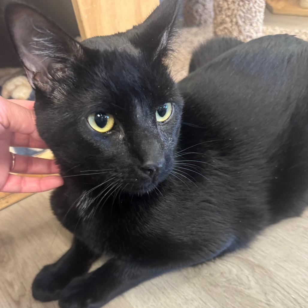 Enlarge Bluey, a Adoptable Domestic Short Hair in Pleasant Hill, CA image 1/5