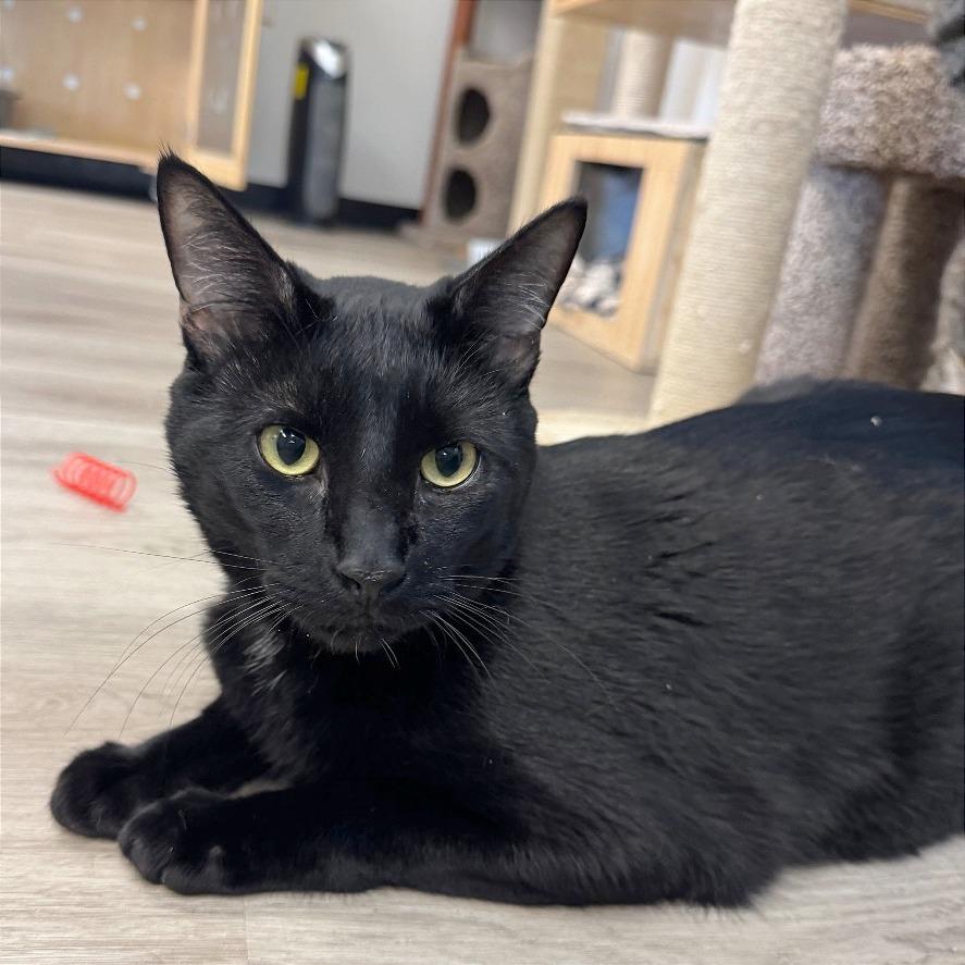 Enlarge Bluey, a Adoptable Domestic Short Hair in Pleasant Hill, CA image 2/5
