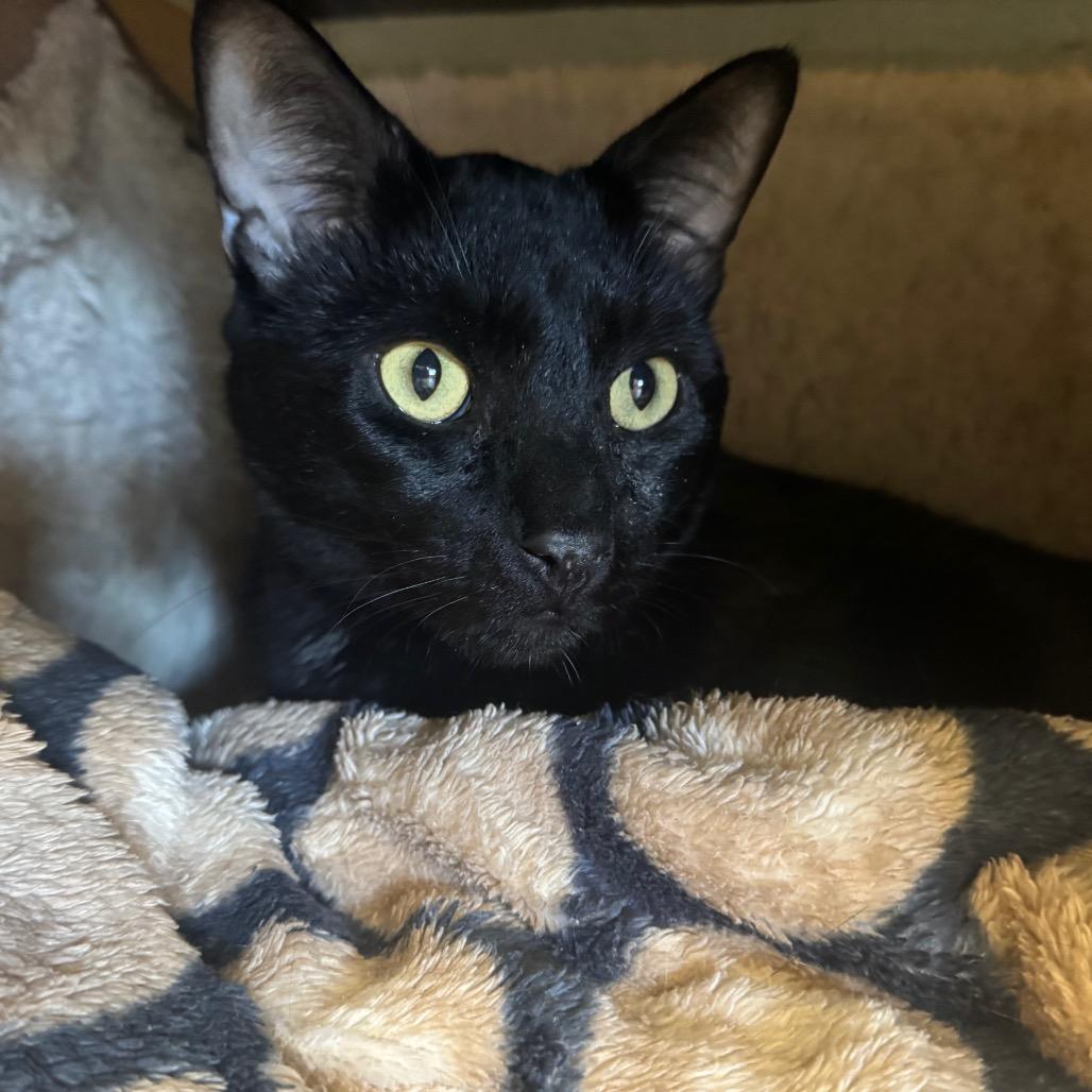 Enlarge Bluey, a Adoptable Domestic Short Hair in Pleasant Hill, CA image 3/5