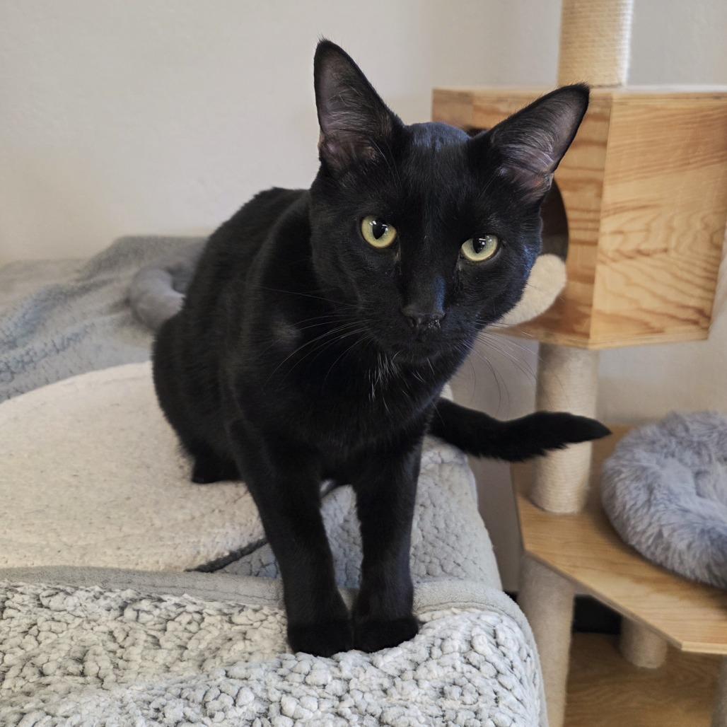 Enlarge Bluey, a Adoptable Domestic Short Hair in Pleasant Hill, CA image 4/5