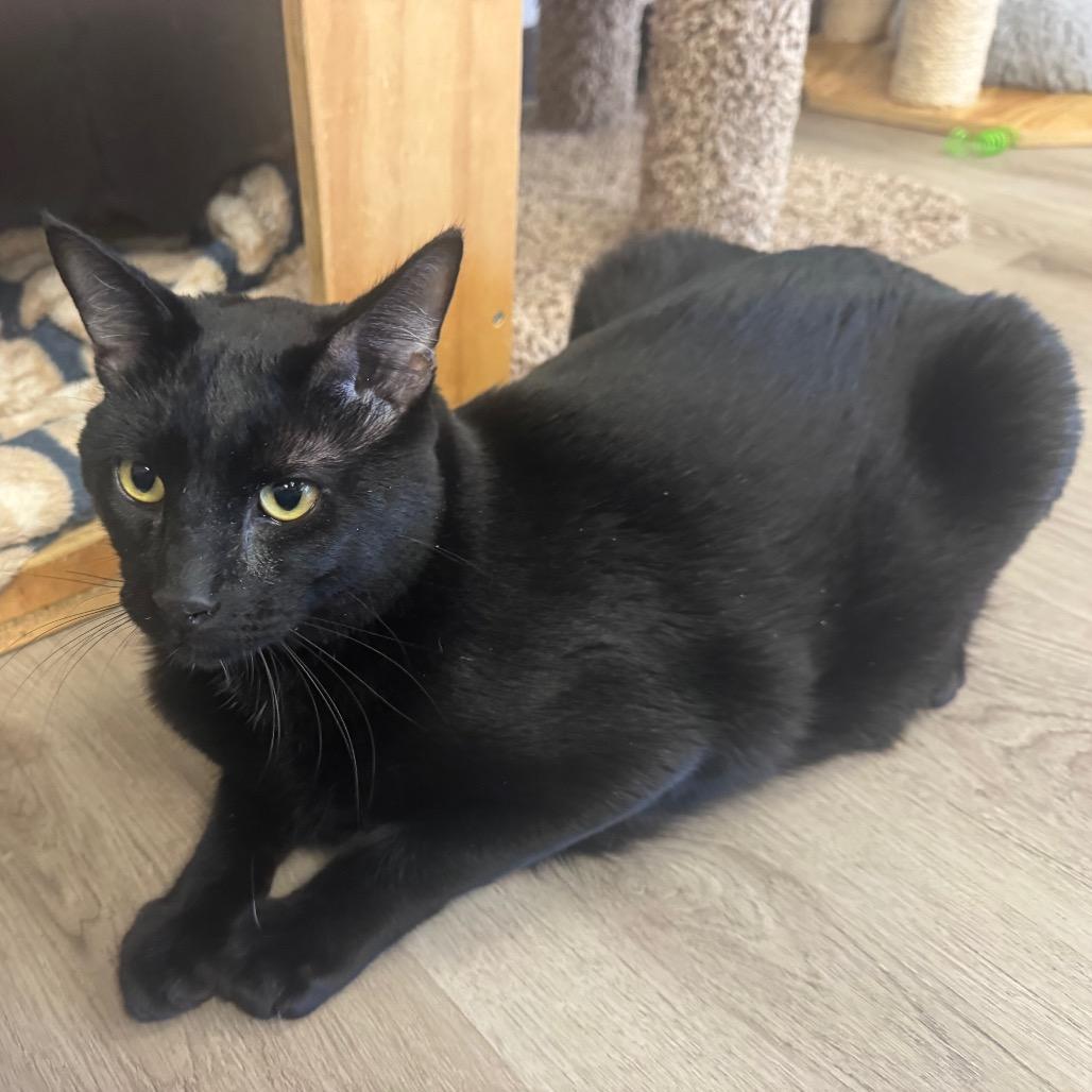 Enlarge Bluey, a Adoptable Domestic Short Hair in Pleasant Hill, CA image 5/5