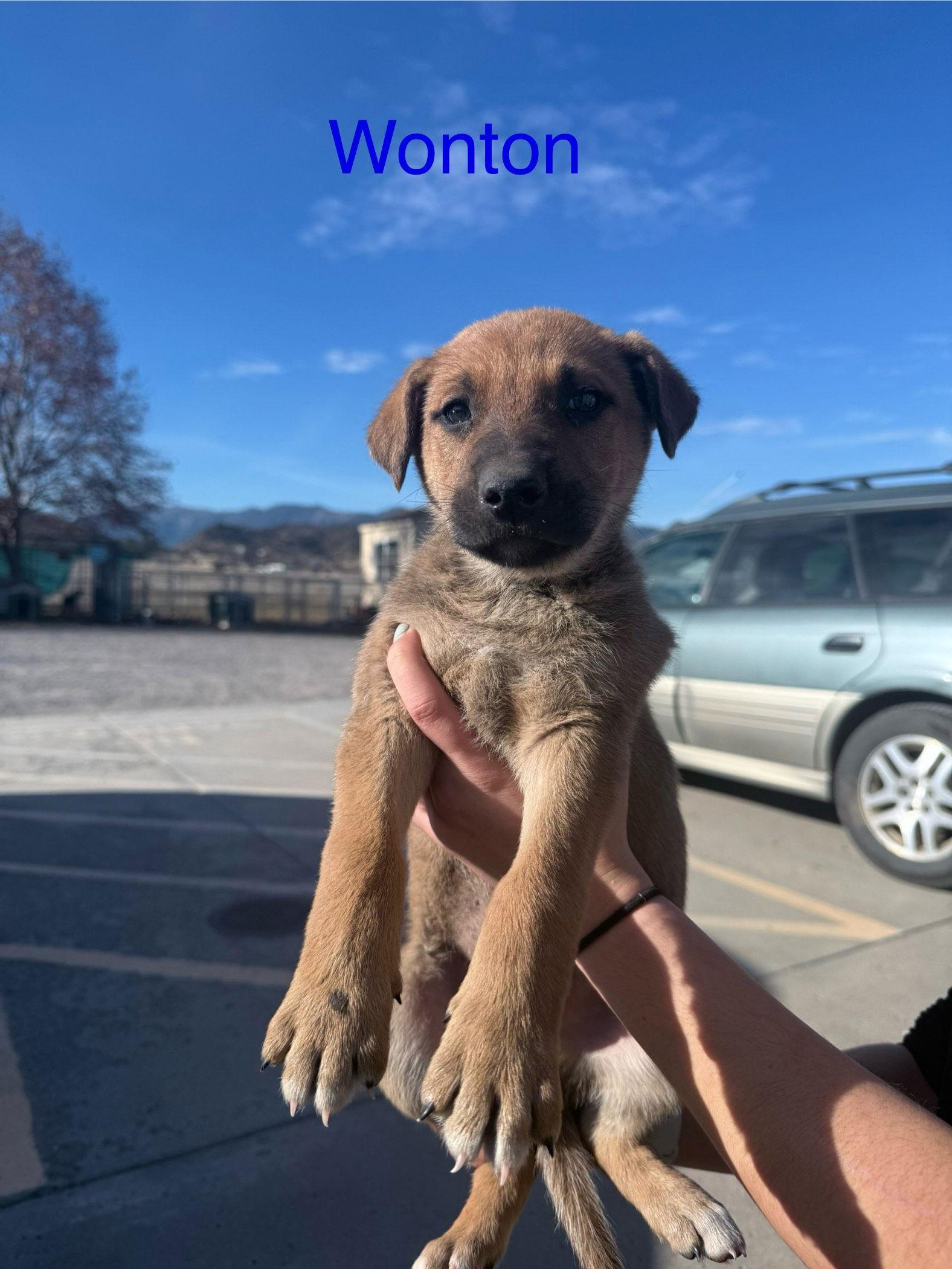 Wonton, Adoptable, Puppy Male Australian Kelpie & Shepherd.