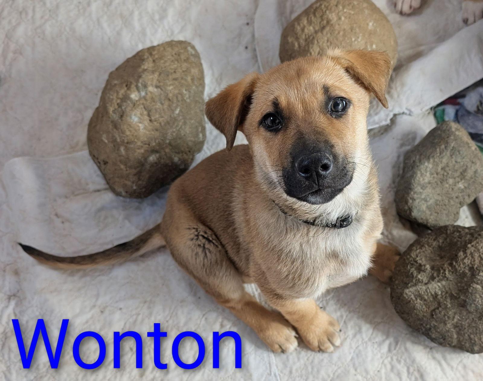 Enlarge Wonton, a Adoptable mixed breed in Yreka, CA image 2/2