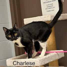 Charlese--In Foster, Adoptable, Adult Female Domestic Short Hair.