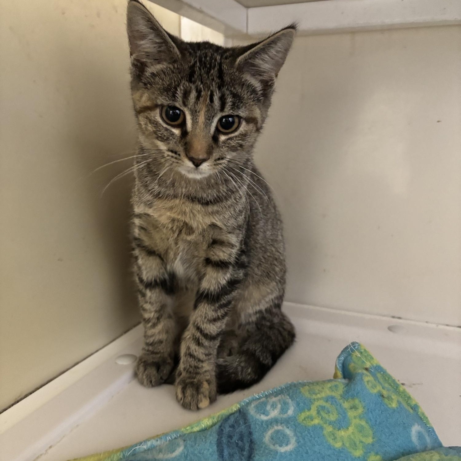 Enlarge Summer, a Adopted Domestic Short Hair in White Cloud, MI image 1/1