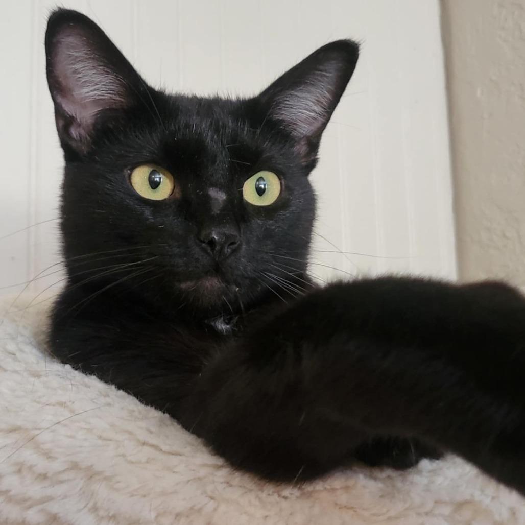 Velcro, a Adoptable Domestic Short Hair in Jacksonville, OR image 3/4