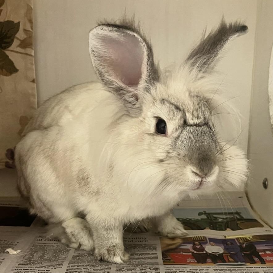 Enlarge Lilo (ID 51950), an adopted Lionhead in Manassas, VA image 1/1