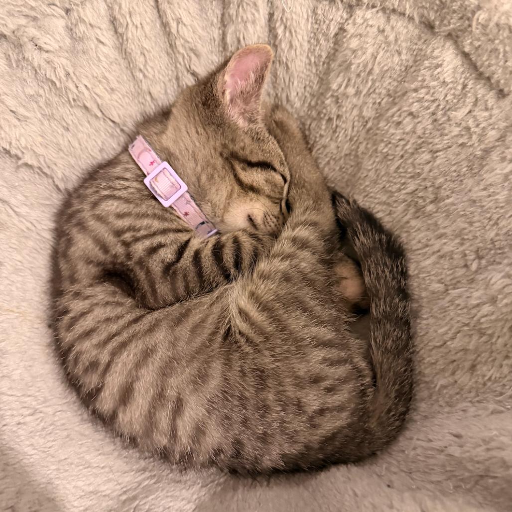 Enlarge Saffron, a Adoptable Domestic Short Hair in Grantsville, UT image 2/3