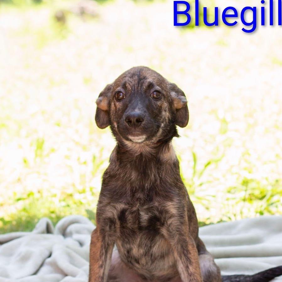 Enlarge Blue Gill, a Adoptable Mixed Breed in Knoxville, TN image 1/1