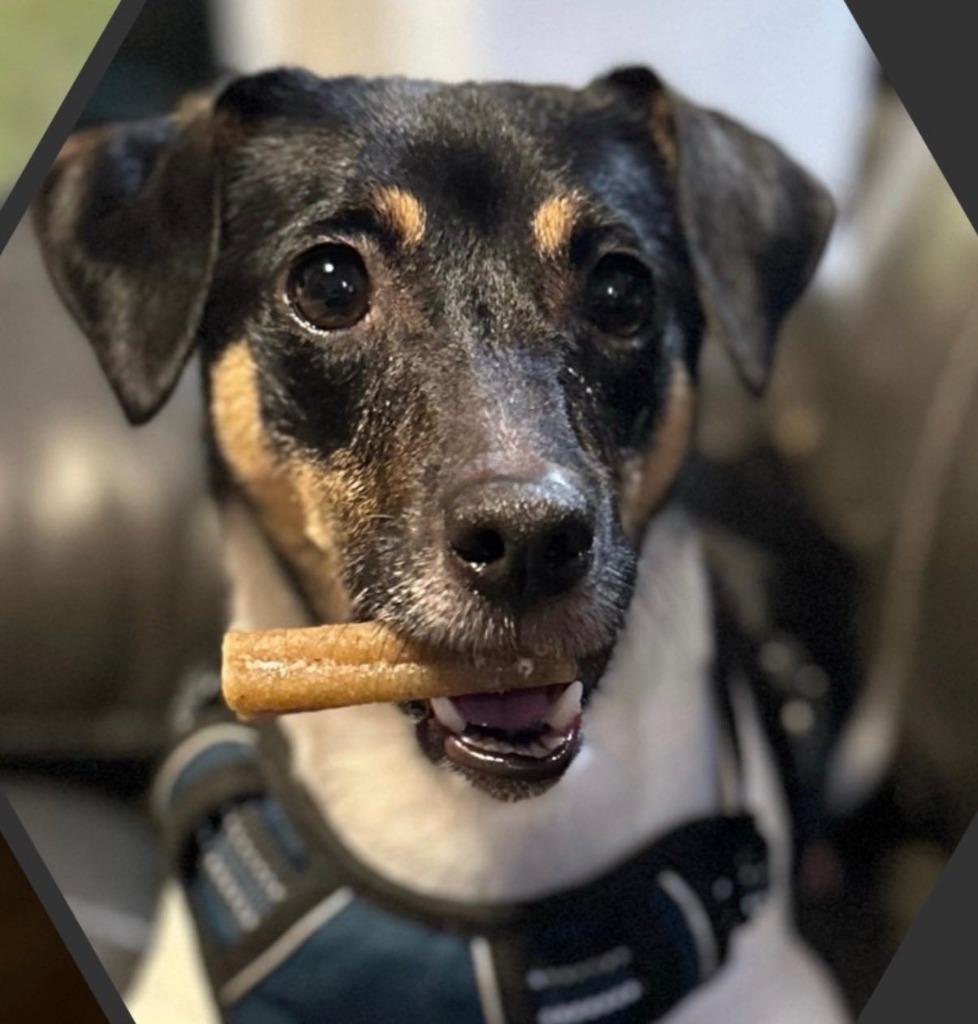 LILY, Adoptable, Adult Female Jack Russell Terrier.