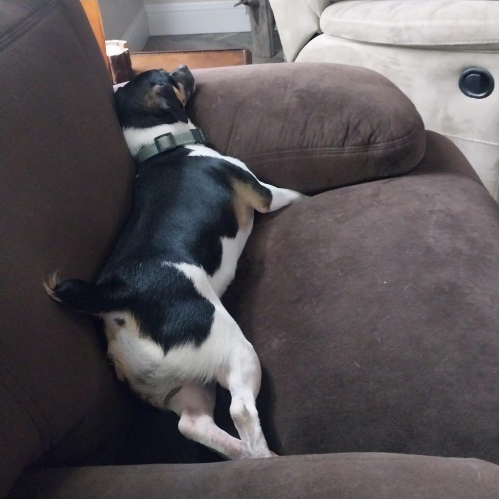 Enlarge LILY, a Adoptable Jack Russell Terrier in Palm City, FL image 2/3