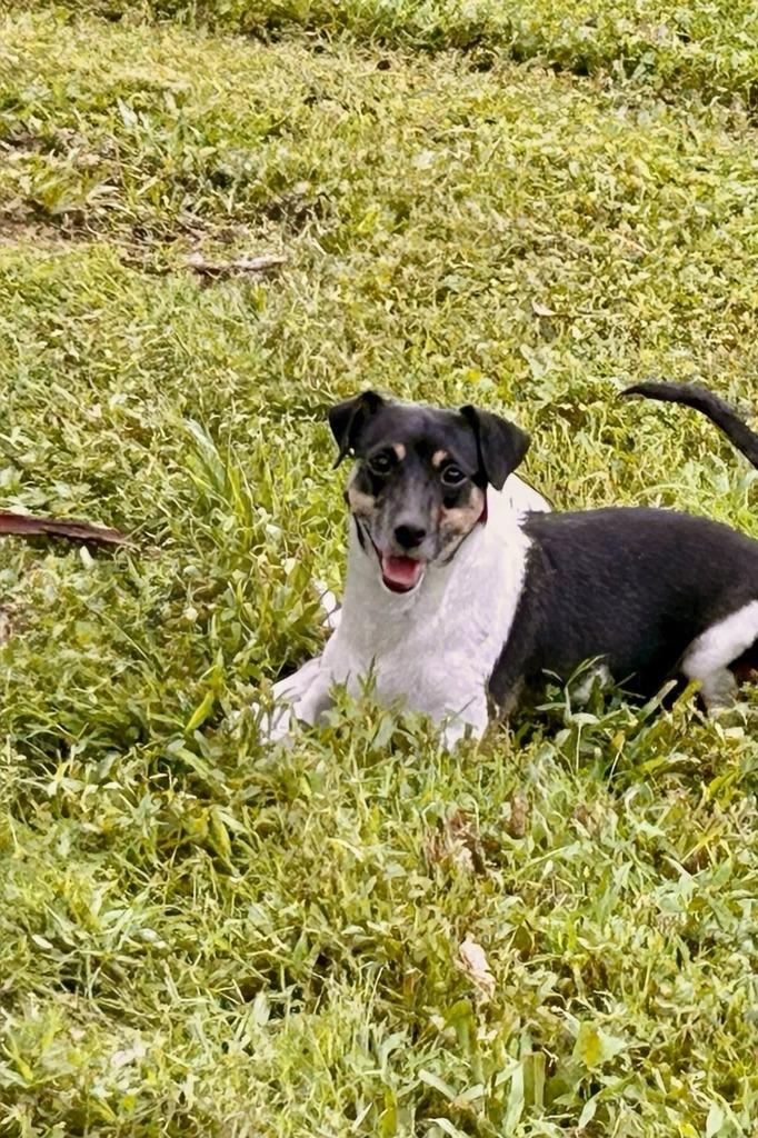 Enlarge LILY, a Adoptable Jack Russell Terrier in Palm City, FL image 3/3