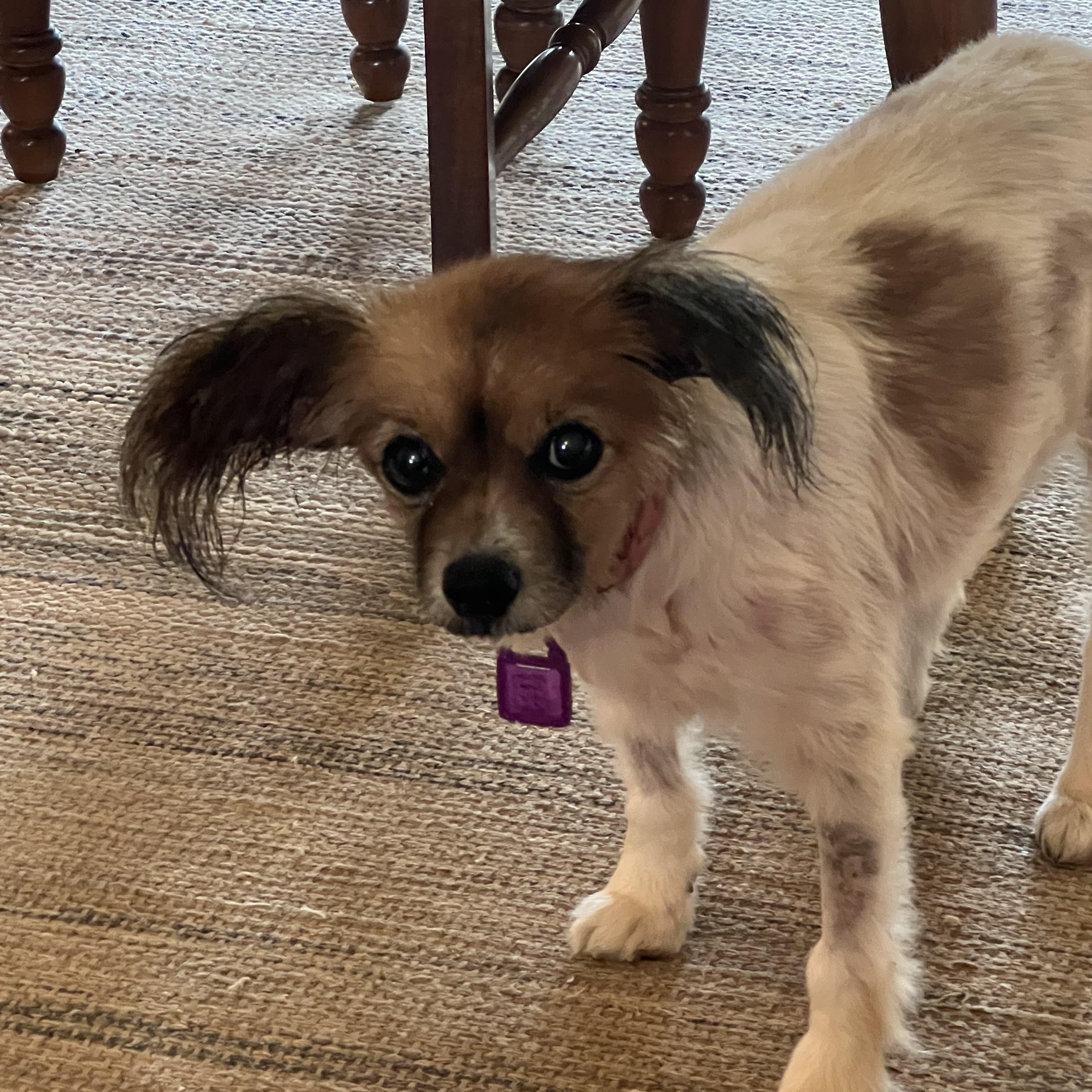 Doodle, an adoptable Papillon in Providence Forge, VA, 23140 | Photo Image 3