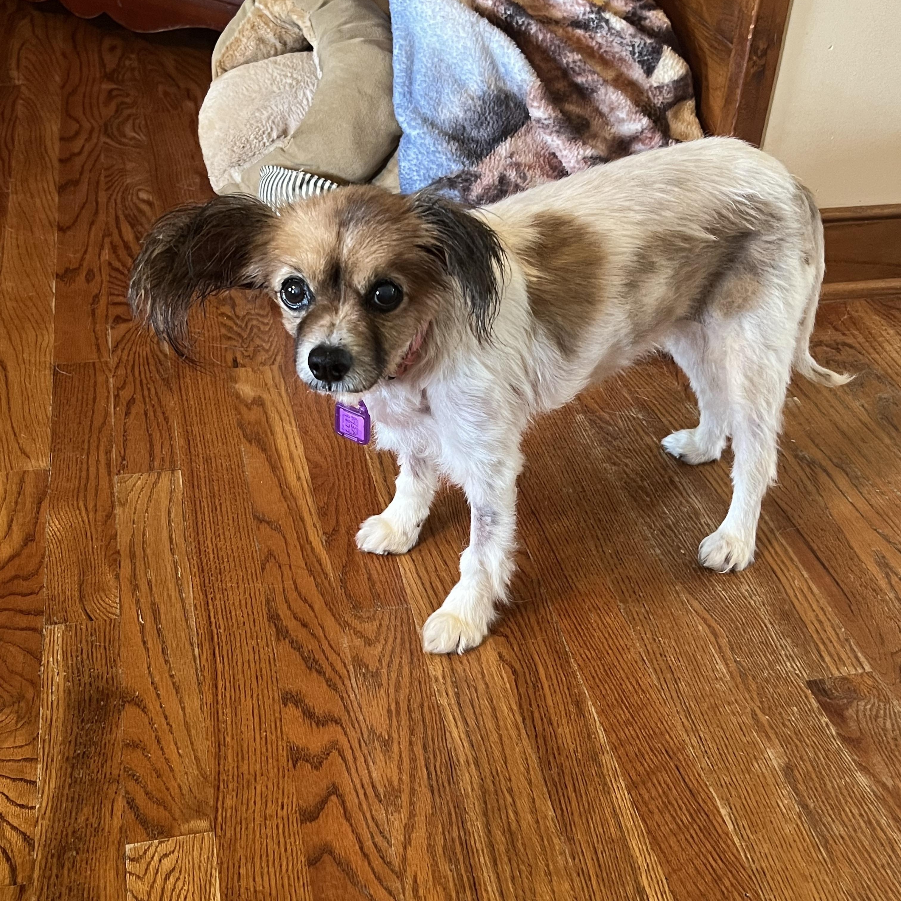 Doodle, an adoptable Papillon in Providence Forge, VA, 23140 | Photo Image 4