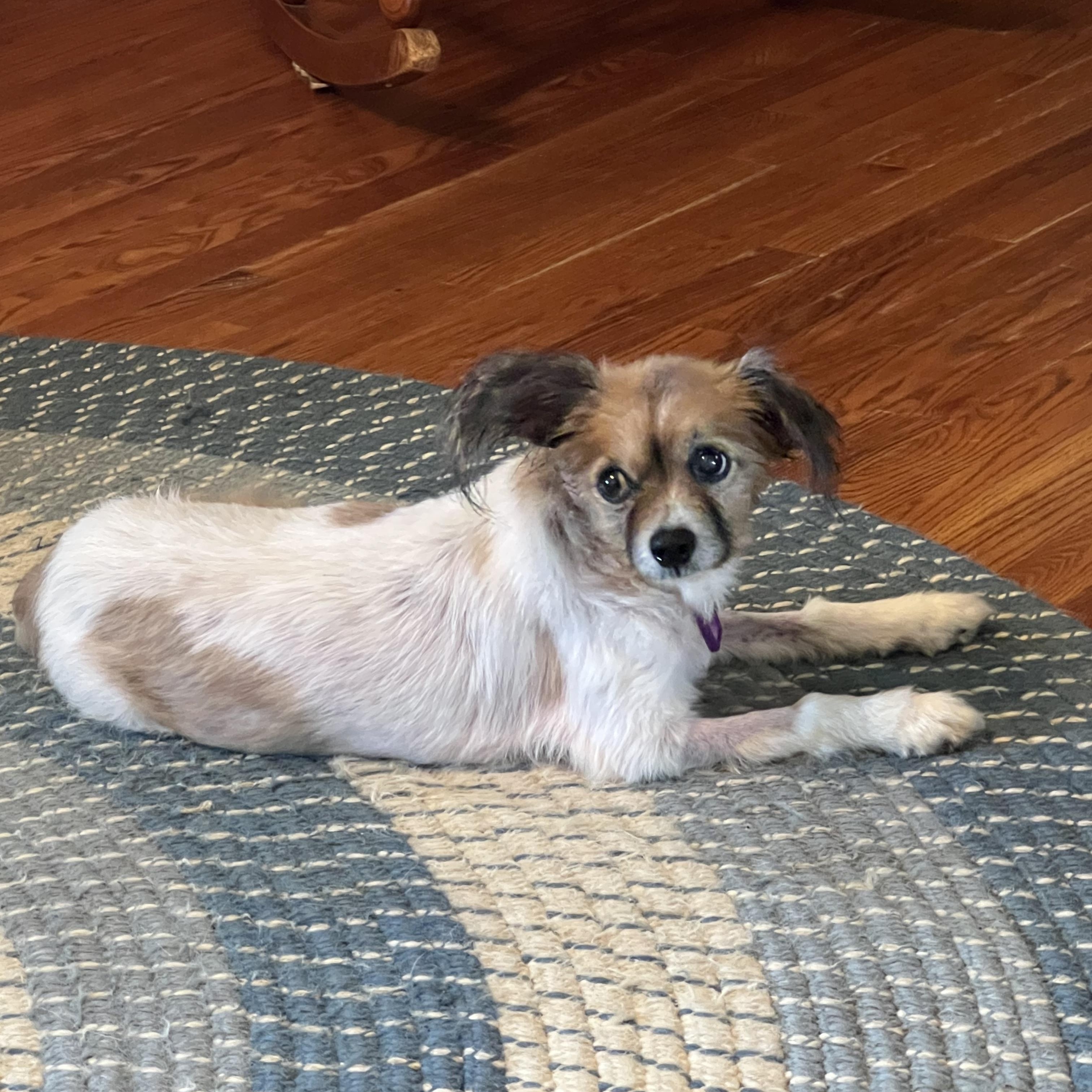 Doodle, an adoptable Papillon in Providence Forge, VA, 23140 | Photo Image 1