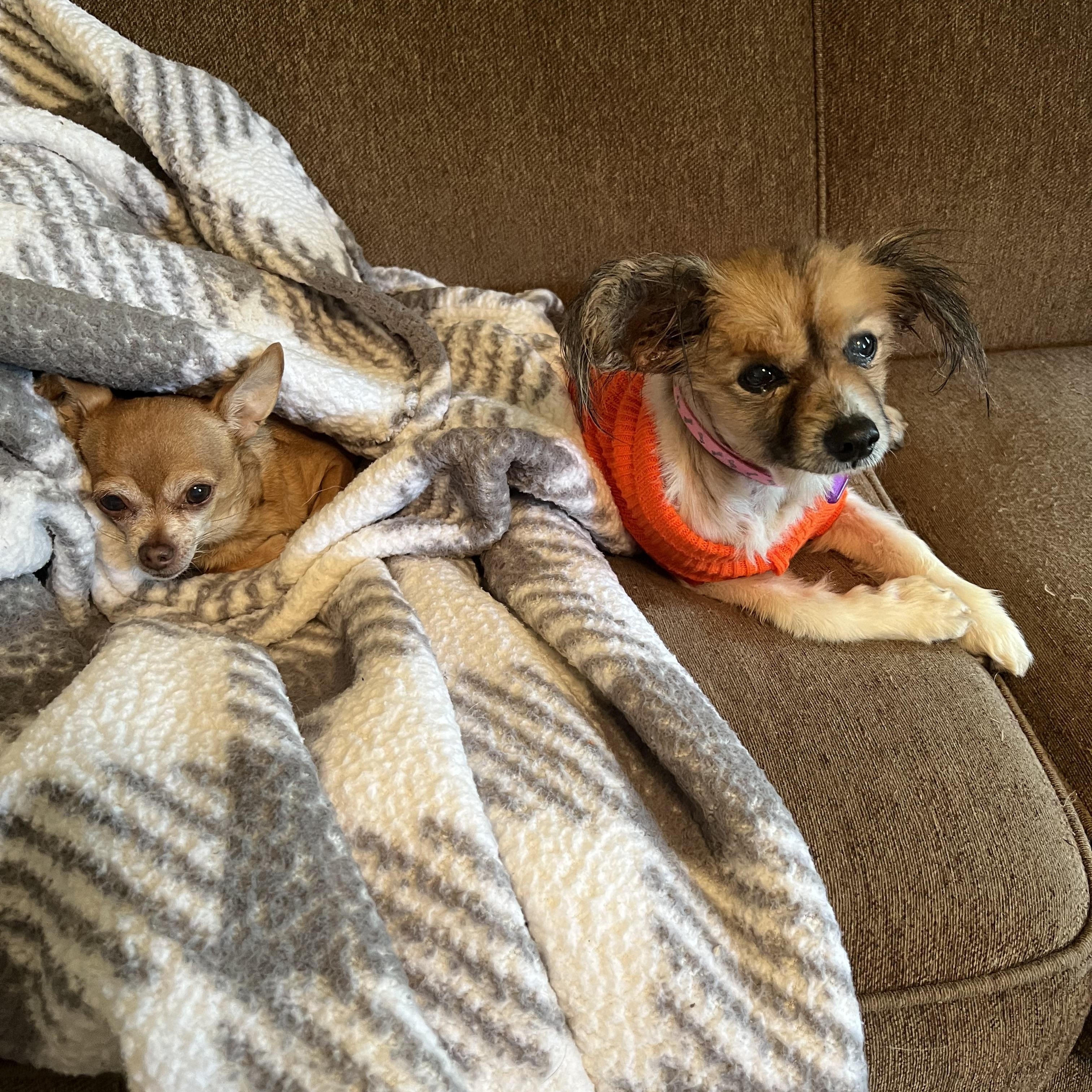 Doodle, an adoptable Papillon in Providence Forge, VA, 23140 | Photo Image 2
