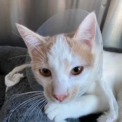 Enlarge Jasper, a Adoptable Domestic Short Hair in Newark, DE image 1/6