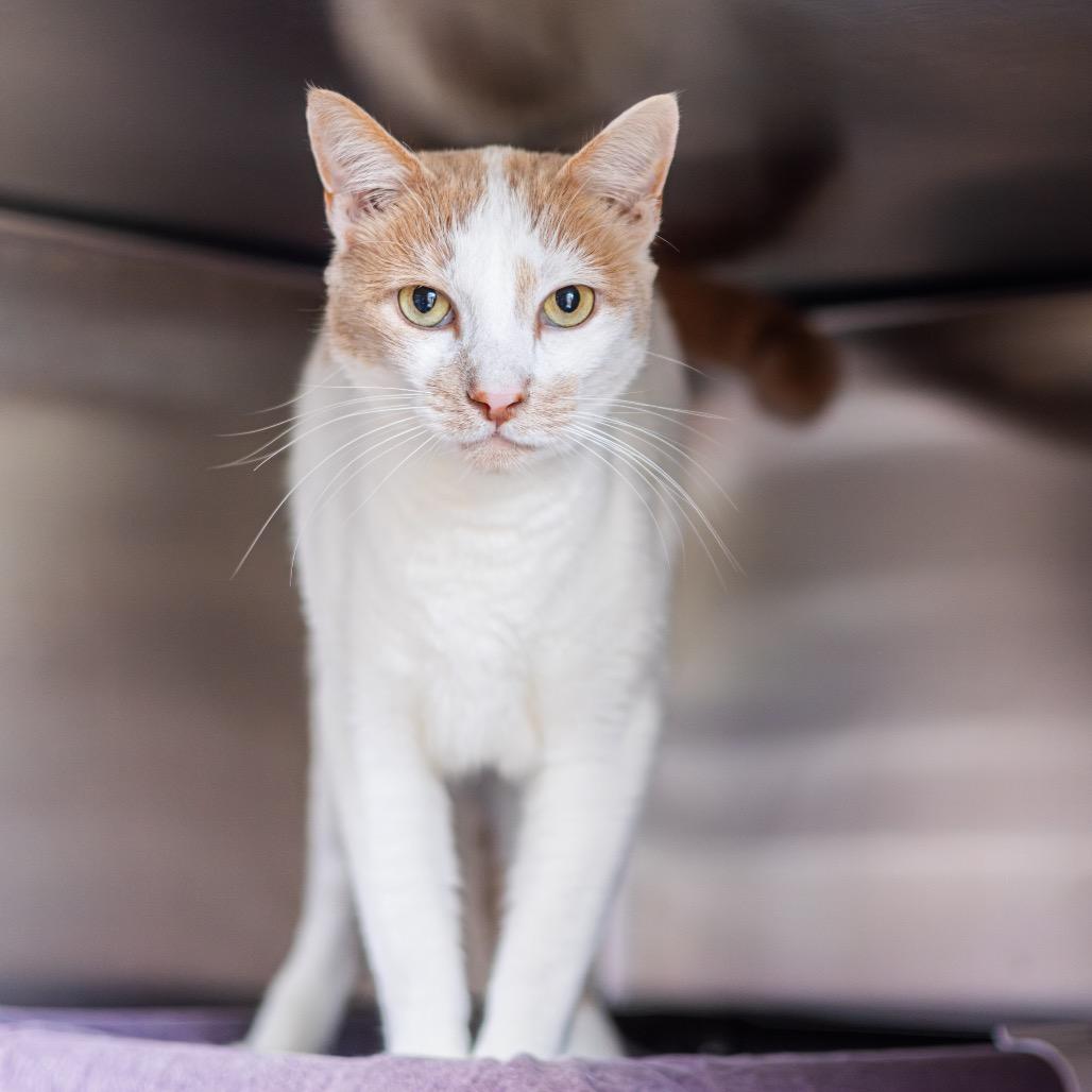Enlarge Jasper, a Adoptable Domestic Short Hair in Newark, DE image 2/6