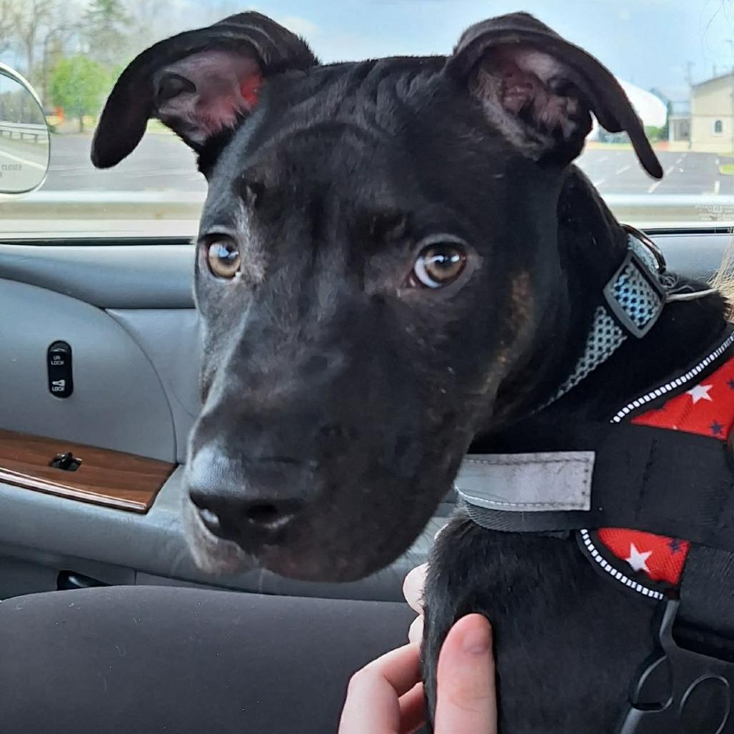 Enlarge Hiccup, a Adoptable Mixed Breed in Rocky Mount, VA image 1/5