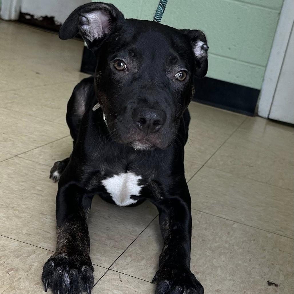 Enlarge Hiccup, a Adoptable Mixed Breed in Rocky Mount, VA image 2/5