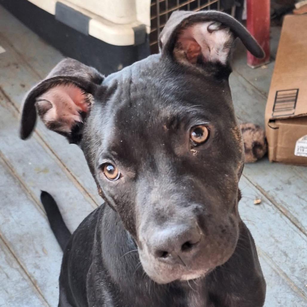 Enlarge Hiccup, a Adoptable Mixed Breed in Rocky Mount, VA image 3/5