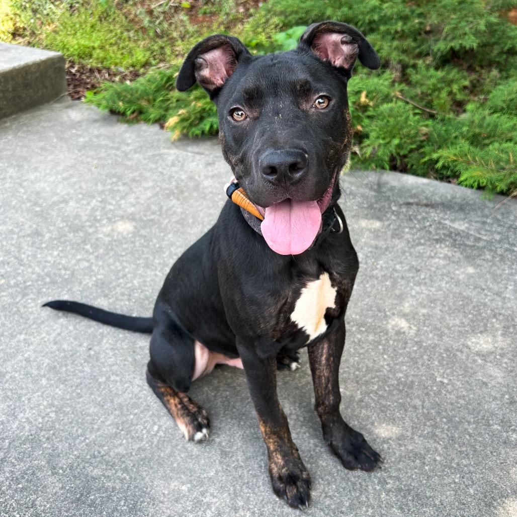 Enlarge Hiccup, a Adoptable Mixed Breed in Rocky Mount, VA image 4/6