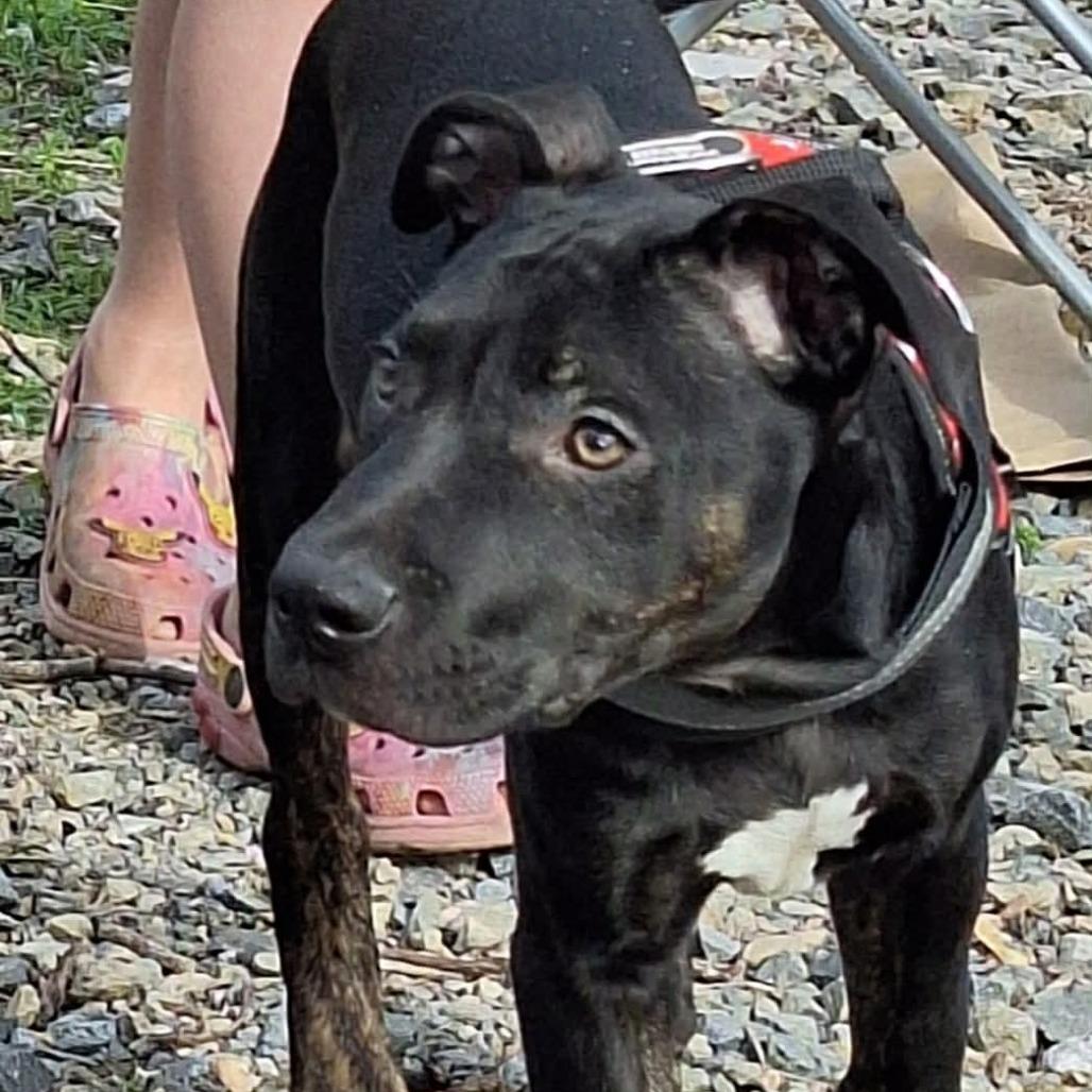 Enlarge Hiccup, a Adoptable Mixed Breed in Rocky Mount, VA image 4/5